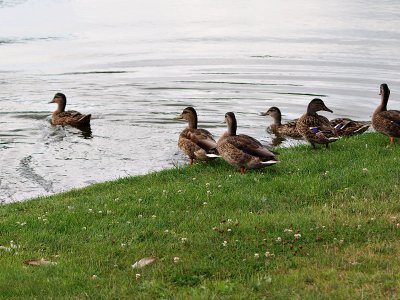 Golf Course Mallards7 .jpg
