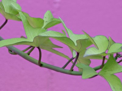 100 Percent Crop.jpg