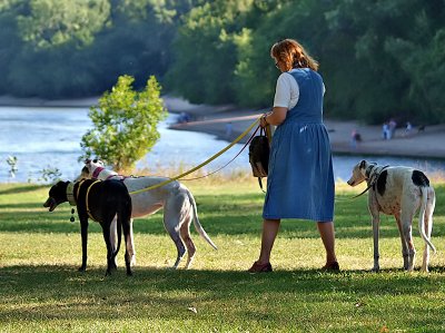 Trio of Greyhounds 2_F.jpg