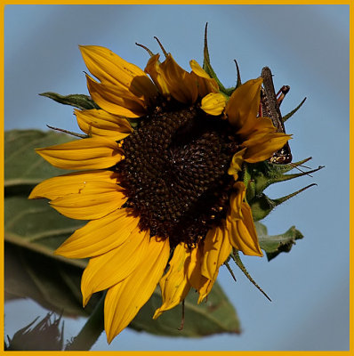 Sunflower and Hopper_F.jpg