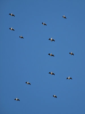 Pelicans Floating Above.jpg