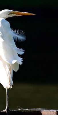 Blowing in the Wind Egret.jpg