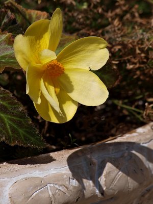 A Flower For Karla.jpg