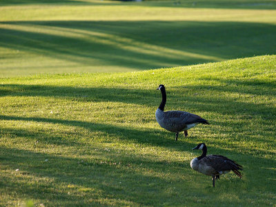 Geese on the Greens.jpg