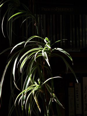 Karlas Plant.jpg