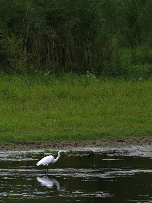 Egret with Woods.jpg