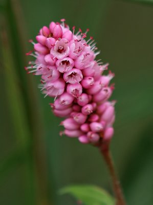 Wild Flower by the Lake