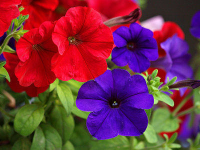 Petunias Red and Purple.jpg