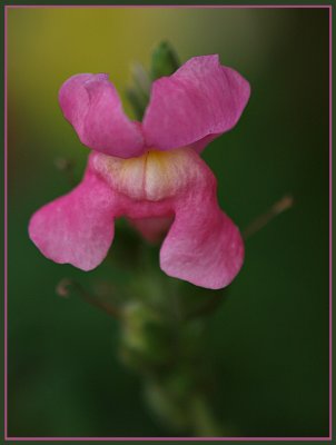 Pink Snap Dragon.jpg