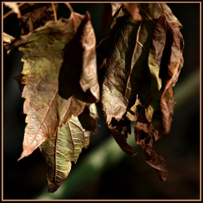 Copper Leaves.jpg