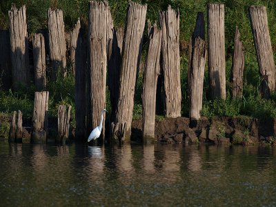 Egret and the Pillings.jpg