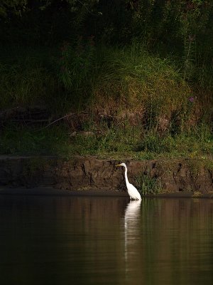 Egret Between the Shade.jpg