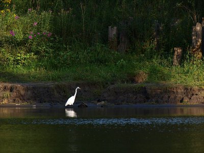 Egret in the Shade.jpg