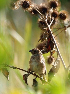 Little Sparrow in the Weeds.jpg