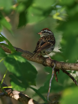 Sparrow in the Tree.jpg