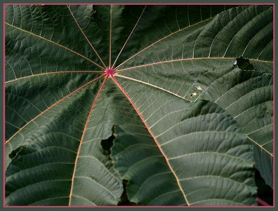 Humongous Leaf.jpg