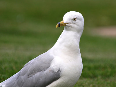 SeaGull 3.jpg