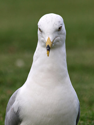 Seagull 4.jpg