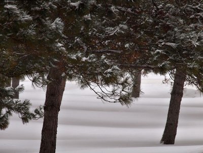 Pine Shade On the Snow.jpg