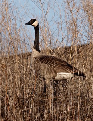 Handsome Goose.jpg