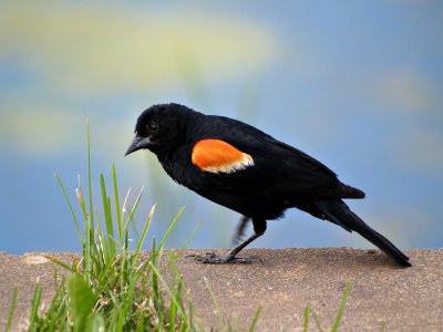 Male Red-Winged Blackbird Walkin Along one of the Little Ponds