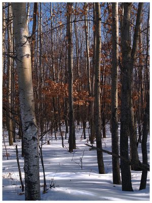 Great Winters Day Woods 1.jpg
