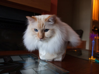 Cat in a Box Milo 2.jpg