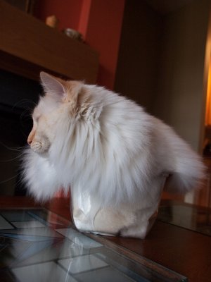 Cat in a Box Milo  