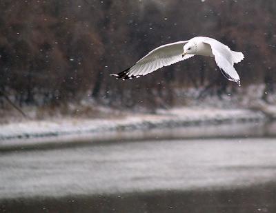 Herring Gull in Snow