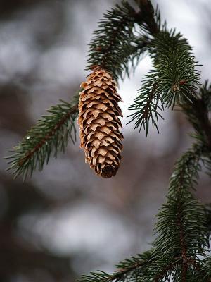 Lonely Pine Cone