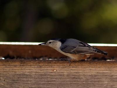 Nuthatch at the Feeder