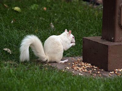 Our Sweetie  Albino Squirrel