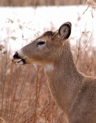 Buck in the Winter