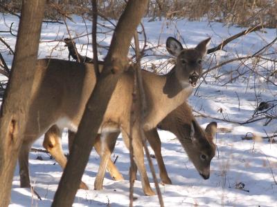 Deer with a Smile