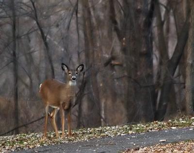 Doe in the Woods