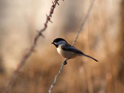 Another Chickadee on the Wire