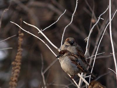 sparrow pair