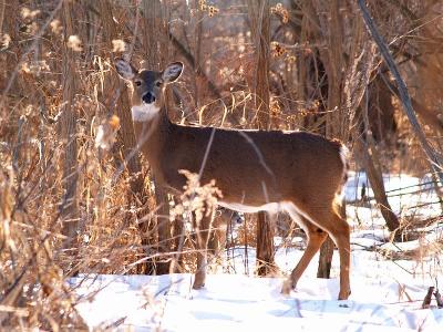 Sunlit Deer