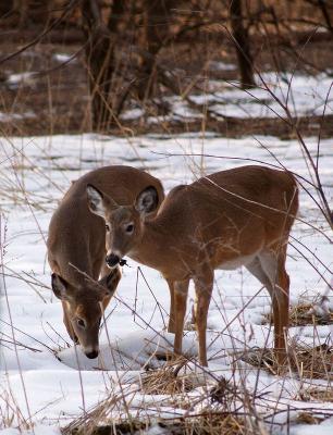 2 Beautiful Young Bucks