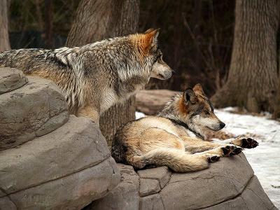 Mexican Grey Wolf Pair