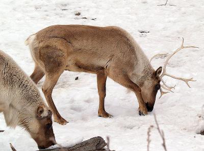 Caribou Digging in the Snow