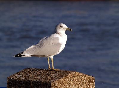 Gull by the River