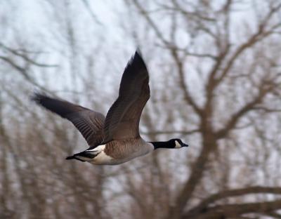 Goose in Flight