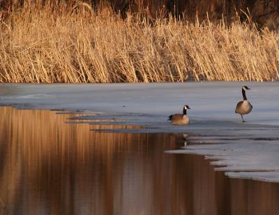 Warmth N Ice Geese
