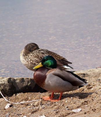 Mallard Pair Napping