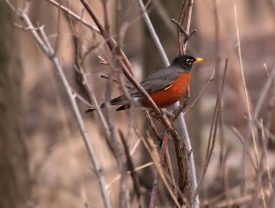 American Robin, So glad they're back!