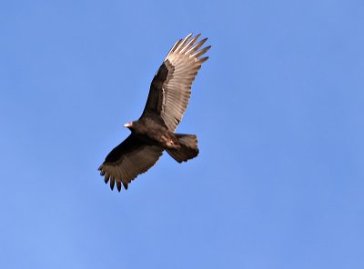 Turkey Vulture