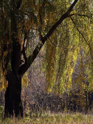Our Willow in the Fall
