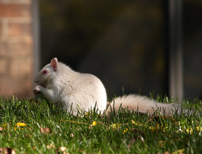 Albino Squirrel