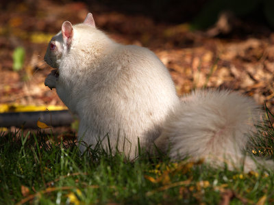 Albino Squirrel